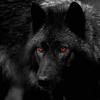 Comrad Wolf