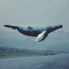 Silver_Whale