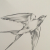 RedheadSwallow