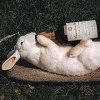 Кролик-алкоголик