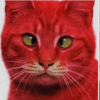 Red_Cat.