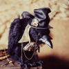 Cheshire Raven