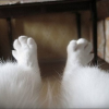White Paws