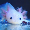 white_axolotl