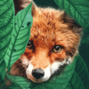 Fabricius_fox