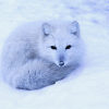 White fox.