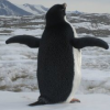 Свободу пингвинам в Антарктике