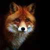 Mr.fox_777