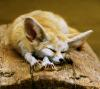 Sleeping_Fox