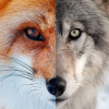 Grey Wolf Red Fox