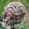 Suspicious owl