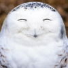 Owl Rina