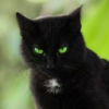 Black_cat_from_Tasiro