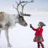 Frost Reindeer