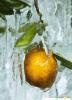 Замерзший_апельсин
