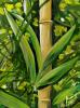 Bambuc