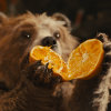 orange bear