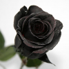 Black Rose18