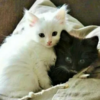 Белый и черный котенок