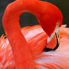 Rozovyi-flamingo