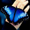 Blue__Butterfly