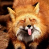 Artem fox