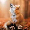 Rita_fox