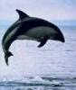 Black Dolphin