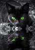 зеленоглазая черная кошка