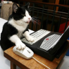 Cat Online
