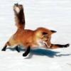 ata.fox