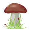 Mushroom_Dance