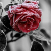 роза зимы