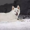 Снежный волк
