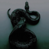 Murena_Serpent