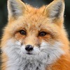 Makoto fox
