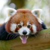 Красная панда-Рин