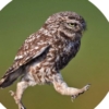 Owl.s Notes