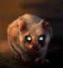 Enchanted forest evil cat