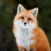 Mellissa_fox