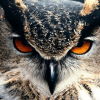 Night_black_Owl