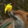daffodilfox