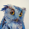 Mr. Blue Owl