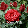 Margo Wolf
