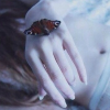 Butterfly_45