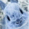 Голубой_Кролик
