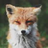 Red_Little_Foxy