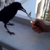 Сигарета для Ворона
