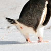 пингвин из дрездена