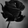 _Black roses_